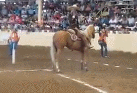 gif (22)
