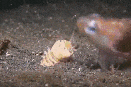 gif (26)