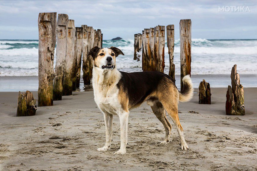 working-dog-photography-shepherds-realm-andrew-fladeboe-10