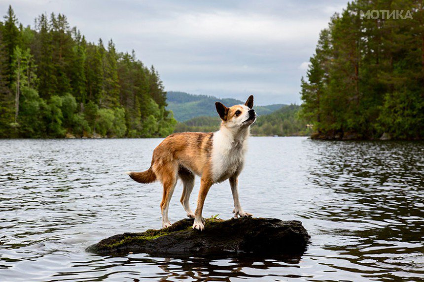 working-dog-photography-shepherds-realm-andrew-fladeboe-15