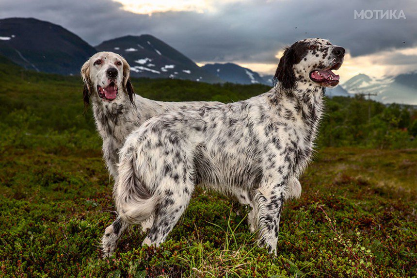 working-dog-photography-shepherds-realm-andrew-fladeboe-17