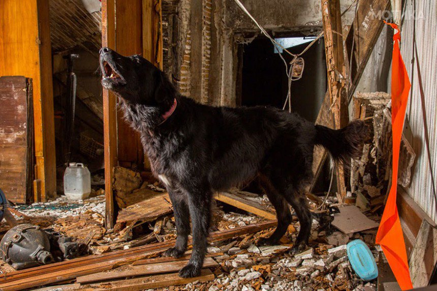 working-dog-photography-shepherds-realm-andrew-fladeboe-20