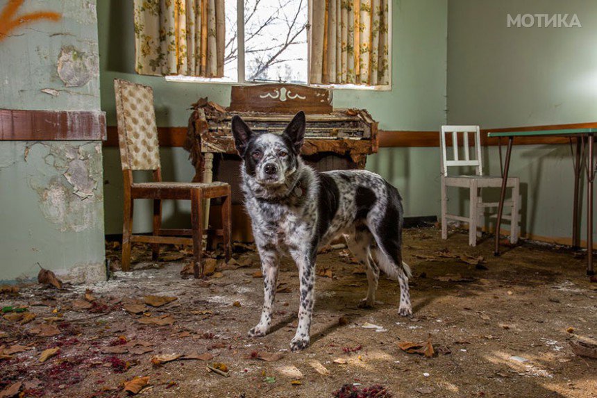 working-dog-photography-shepherds-realm-andrew-fladeboe-21