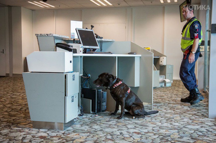 working-dog-photography-shepherds-realm-andrew-fladeboe-22