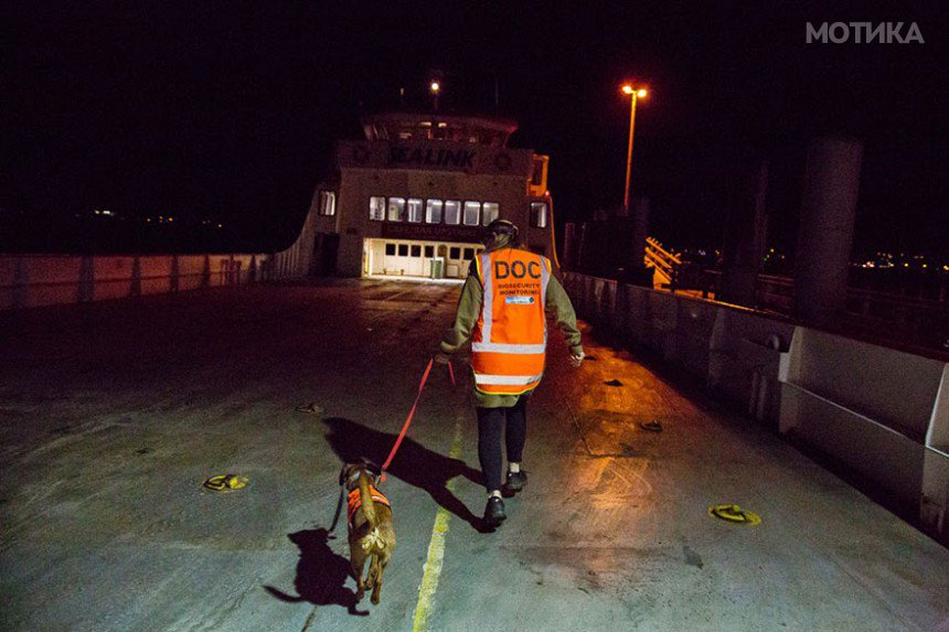 working-dog-photography-shepherds-realm-andrew-fladeboe-25