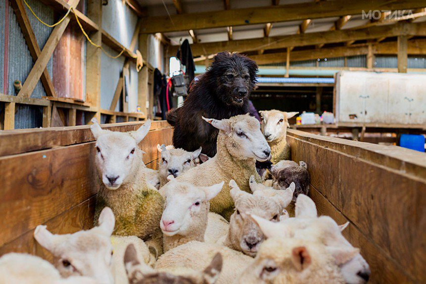 working-dog-photography-shepherds-realm-andrew-fladeboe-6