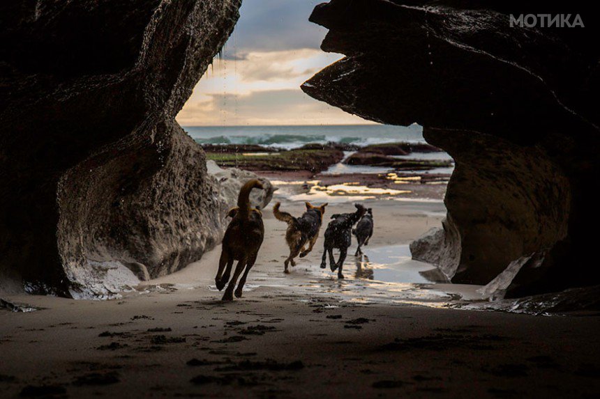 working-dog-photography-shepherds-realm-andrew-fladeboe-7