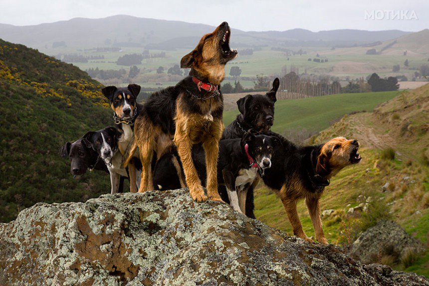 working-dog-photography-shepherds-realm-andrew-fladeboe-9