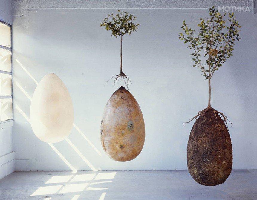 biodegradable-burial-pod-memory-forest-capsula-mundi-9