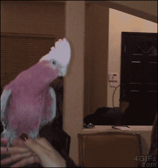 gif (14)