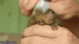 gif (16)