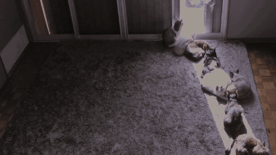 gif (4)