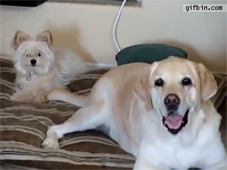 gif (8)