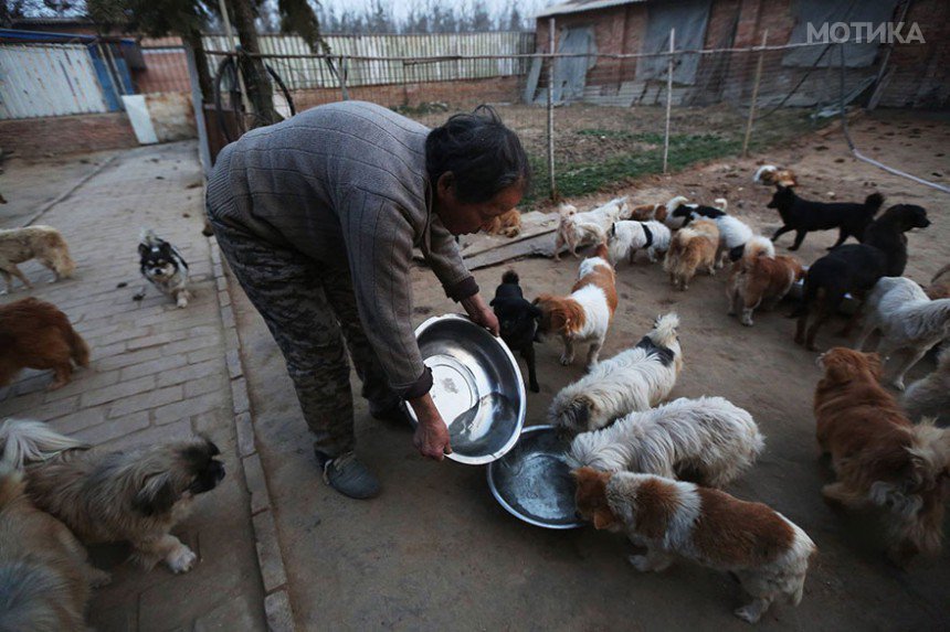 china-1300-stray-dog-shelter-wang-yanfang-3