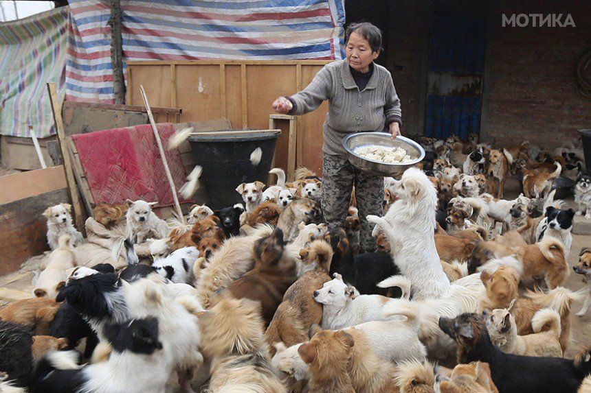 china-1300-stray-dog-shelter-wang-yanfang-4