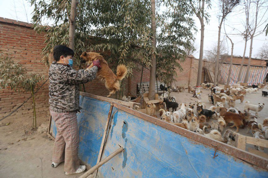 china-1300-stray-dog-shelter-wang-yanfang-6