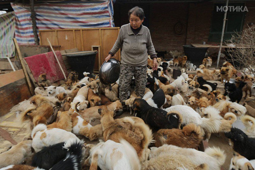 china-1300-stray-dog-shelter-wang-yanfang-7