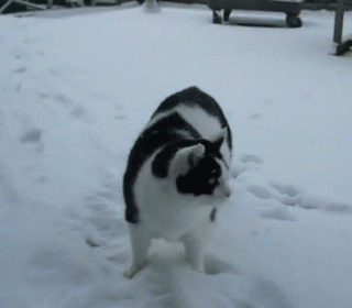 gif (10)