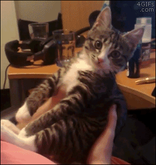 gif (11)