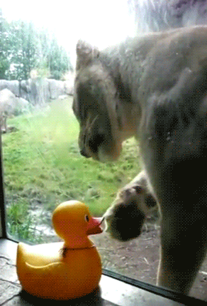 gif (13)