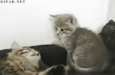 gif (10)
