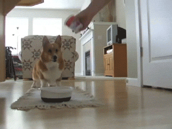 gif (4)