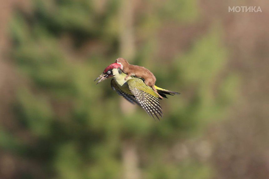 weasel-riding-woodpecker-wildlife-photography-martin-le-may-1