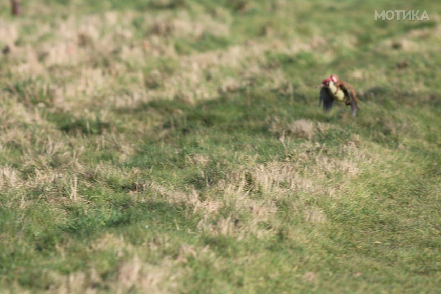 weasel-riding-woodpecker-wildlife-photography-martin-le-may-2