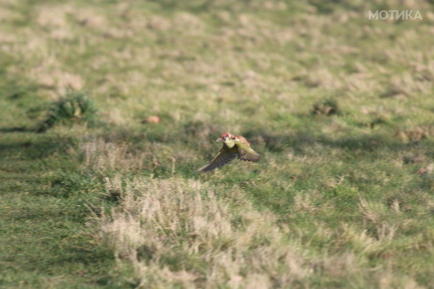 weasel-riding-woodpecker-wildlife-photography-martin-le-may-3