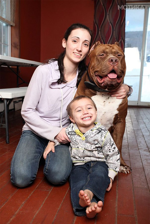 world-biggest-pitbull-the-hulk-dark-dynasty-k9-11