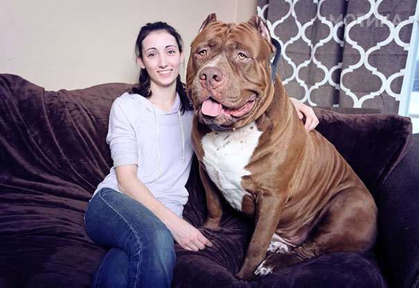 world-biggest-pitbull-the-hulk-dark-dynasty-k9-12