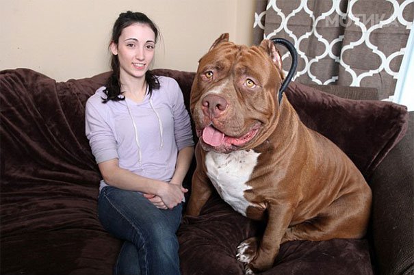 world-biggest-pitbull-the-hulk-dark-dynasty-k9-2