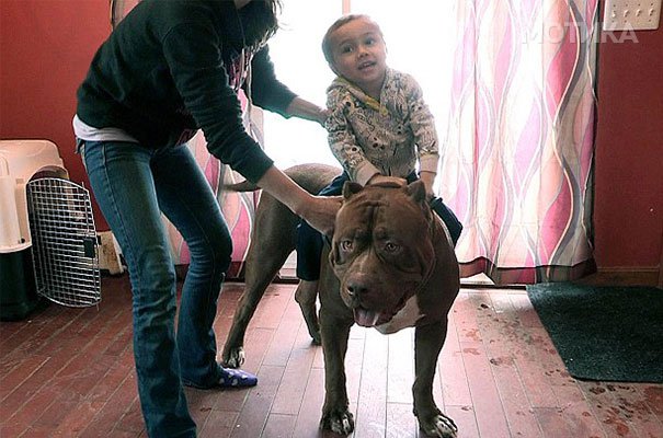 world-biggest-pitbull-the-hulk-dark-dynasty-k9-4