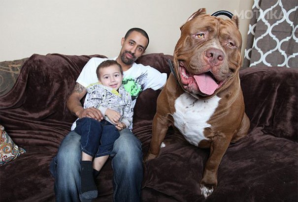 world-biggest-pitbull-the-hulk-dark-dynasty-k9-5