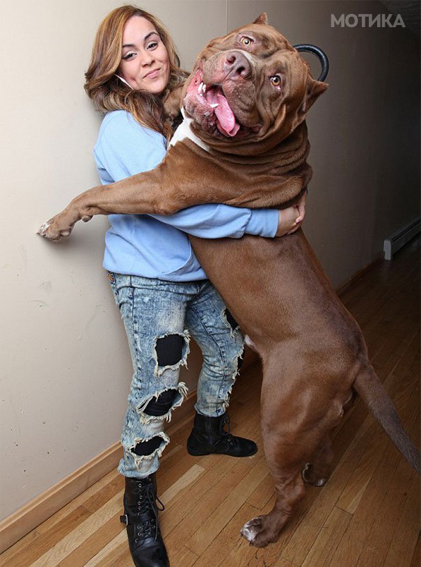 world-biggest-pitbull-the-hulk-dark-dynasty-k9-7