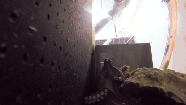 gif (22)