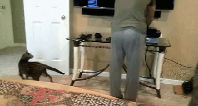 gif (29)