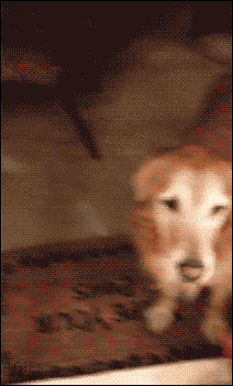 gif (11)