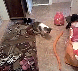 gif (14)