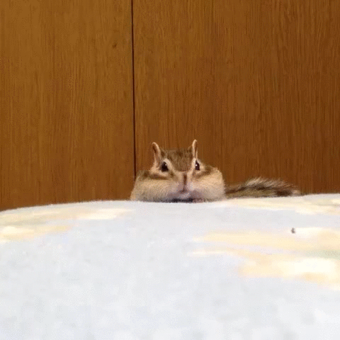 gif (27)