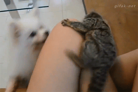 gif (5)