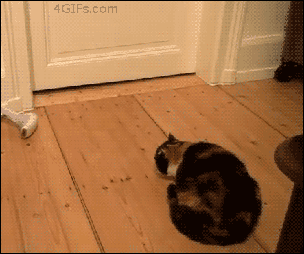 gif (8)