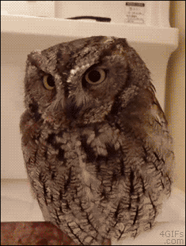 gif (8)