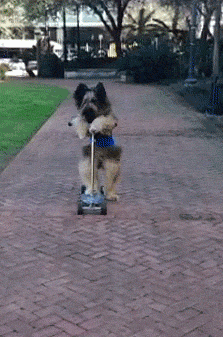 gif (20)