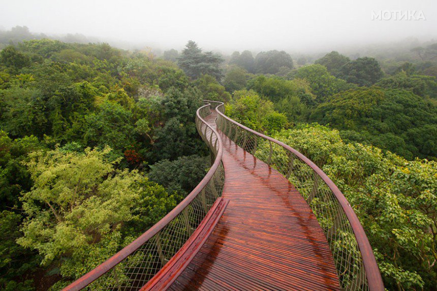 tree-canopy-walkway-path-kirstenbosch-national-botanical-garden-1