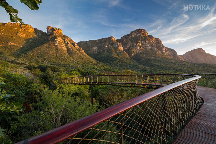 tree-canopy-walkway-path-kirstenbosch-national-botanical-garden-11