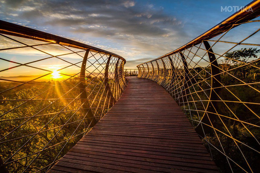 tree-canopy-walkway-path-kirstenbosch-national-botanical-garden-13