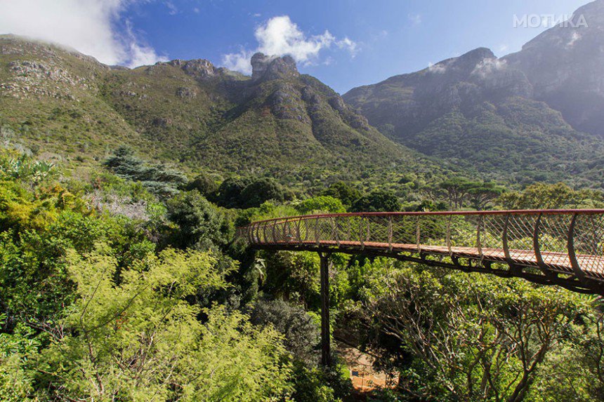 tree-canopy-walkway-path-kirstenbosch-national-botanical-garden-2