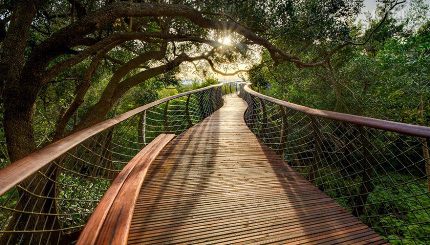 tree-canopy-walkway-path-kirstenbosch-national-botanical-garden-6