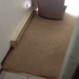 gif (1)
